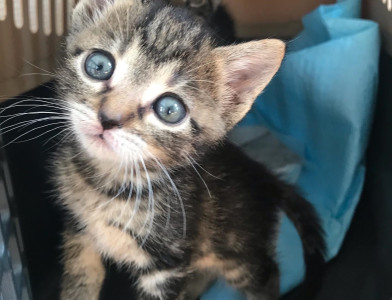 Participez à l’entretien du local des chats de l’association !