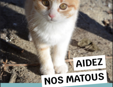 Aidez à l'entretien du local des chats de l'association