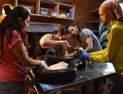 Mobilisez des fonds pour protéger la faune sauvage !