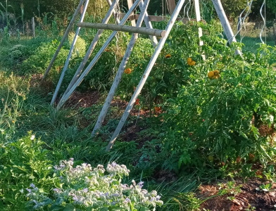 Venez participer aux opérations d'entretien de la ferme urbaine Intégraterre