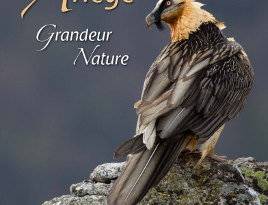 Venez nous aider à développer notre site web