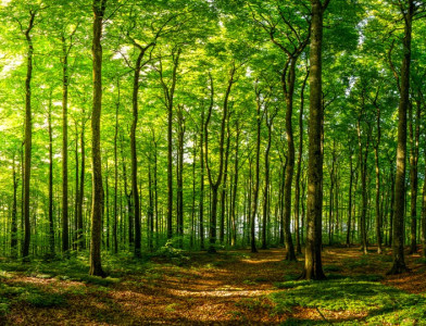 Sensibilisez vos collègues aux services vitaux rendus par les forêts !